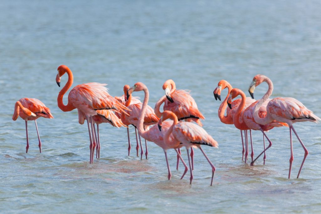 Nalsarovar Bird Sanctuary A Serene Escape Into Nature’s Paradise