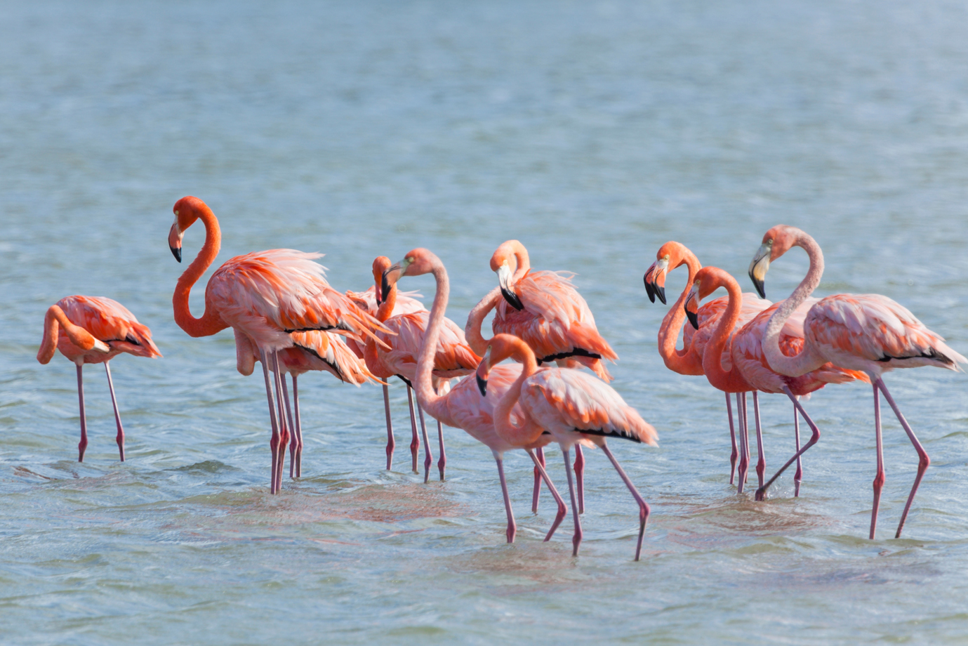 Nalsarovar Bird Sanctuary A Serene Escape Into Nature’s Paradise